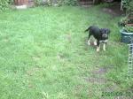 Biete Labrador-Mischling-Welpe