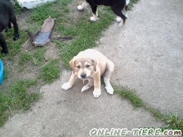 Biete Labrador, Mischling, Welpen, Hündin, Rüde,