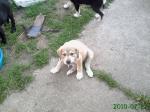 Biete Labrador, Mischling, Welpen, Hndin, Rde,