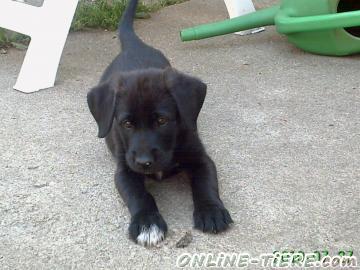 Biete Labrador, Mischling, Welpen, H&uuml;ndin, R&uuml;de,