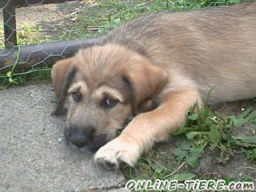 Biete Labrador-Mix