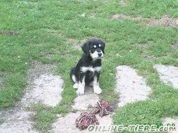 Biete Labrador-Mix