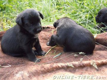 Biete Labrador-Münsterländer-Mix. Welpen