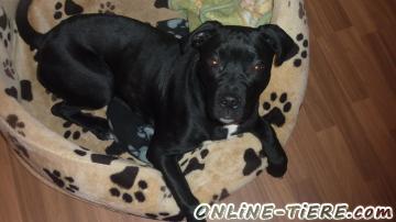 Biete Labrador-Pitbull-Stefford Mischling