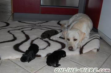 Biete Labrador Retriever Welpen