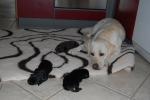 Biete Labrador Retriever Welpen