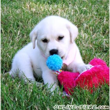 Biete Labrador Retriever