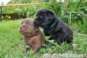 Biete Labrador Retriever