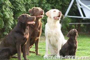 Biete Labrador Retriever