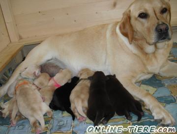 Biete Labrador Retriever