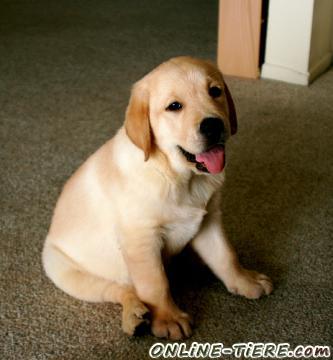 Biete Labrador Retriever