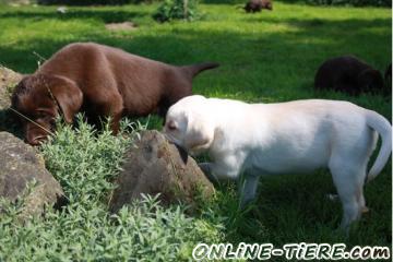 Biete Labrador Retriever