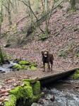 Biete Labrador Retriever