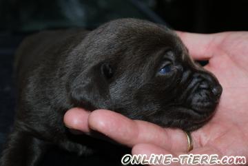 Biete Labrador Retriver