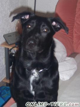 Biete Labrador, Schäferhund