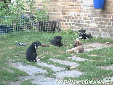 Biete Labrador, Sch&auml;ferhund