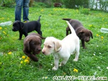 Biete Labrador-Welpen