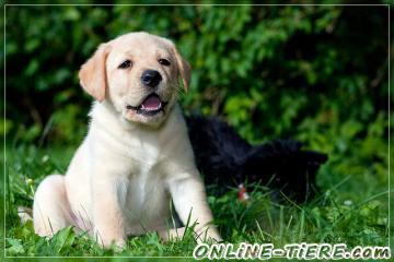 Biete Labrador welpen