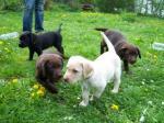 Biete Labrador-Welpen