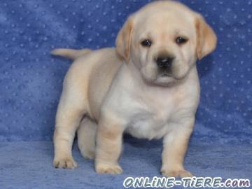 Biete Labrador