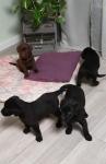 Biete Labrador