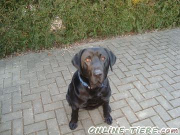 Biete Labradormischling schwarz