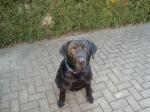 Biete