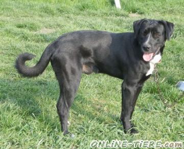 Biete Labradormischling