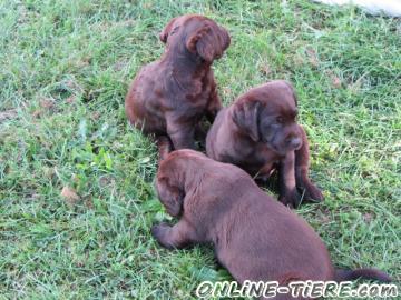 Biete Labradorwelpen in braun