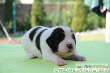 Biete Landseer