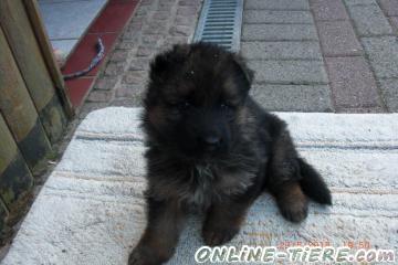 Biete Langhaar Sch&auml;ferhundwelpe