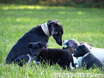 Biete Langhaar Whippet