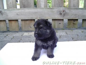 Biete Langstockhaarsch&auml;ferhunde (altdeutsche)