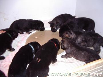 Biete Langstockhaarsch&auml;ferhundewelpen (altdeutsche)