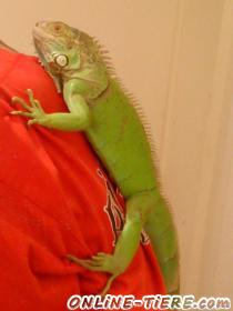 Biete Leguan