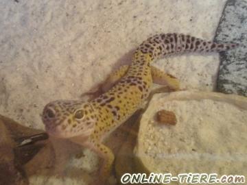 Biete Leopardgecko (Eublepharis macularius)