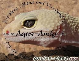Biete Leopardgecko, Gecko