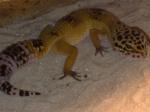 Biete Leopardgecko, Gecko