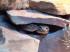 Biete Leopardgecko