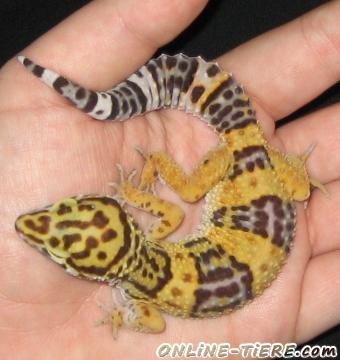 Biete Leopardgecko