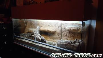 Biete Leopardgecko