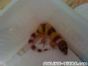 Biete Leopardgeckos, High yellow, lavender/pastel