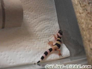 Biete Leopardgeckos
