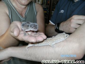 Biete Leopardgeckos