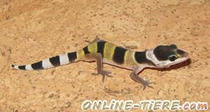 Biete Leopardgeckos
