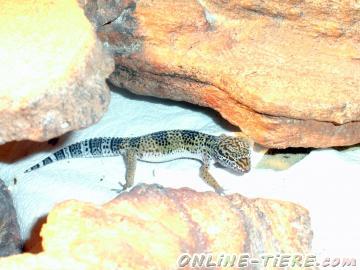 Biete Leopardgeckos