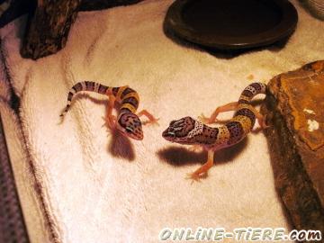 Biete Leopardgeckos