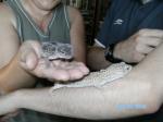 Biete Leopardgeckos