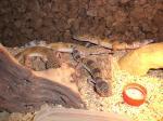 Biete Leopardgeckos