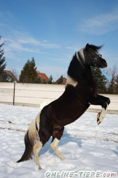 Biete Lewitzer Deckhengst
